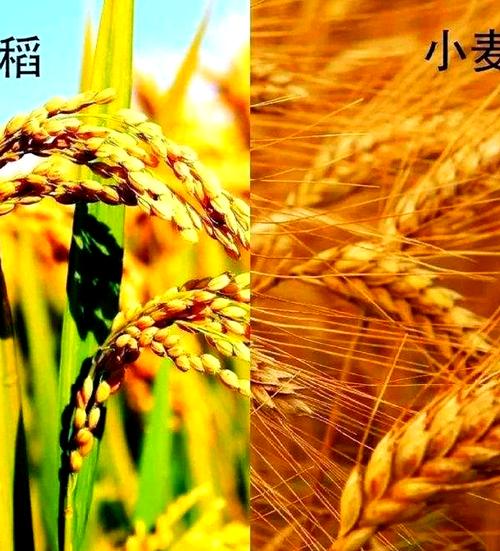 小麦是什么，和水稻的区别是什么，小麦是什么,和水稻的区别是什么呢？-第5张图片-优品飞百科