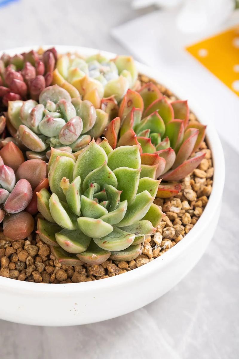 这8种多肉，一长大就毁容，气得我想连盆扔！？什么多肉植物长大后很好看？