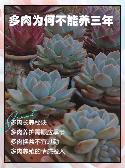 这8种多肉，一长大就毁容，气得我想连盆扔！？什么多肉植物长大后很好看？-第2张图片-优品飞百科