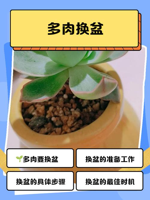 这8种多肉，一长大就毁容，气得我想连盆扔！？什么多肉植物长大后很好看？-第3张图片-优品飞百科