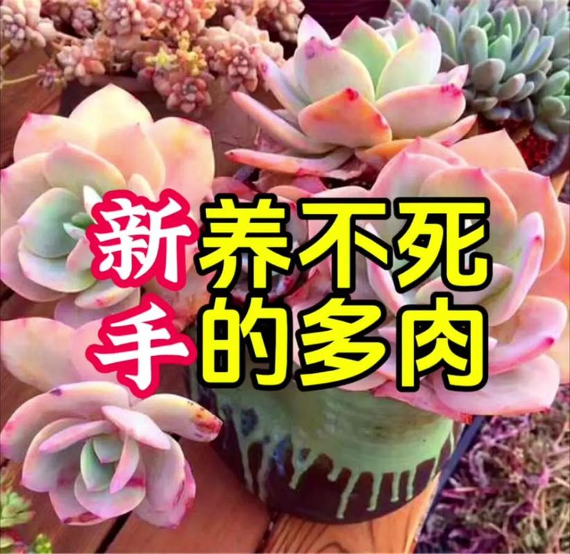 这8种多肉，一长大就毁容，气得我想连盆扔！？什么多肉植物长大后很好看？-第4张图片-优品飞百科