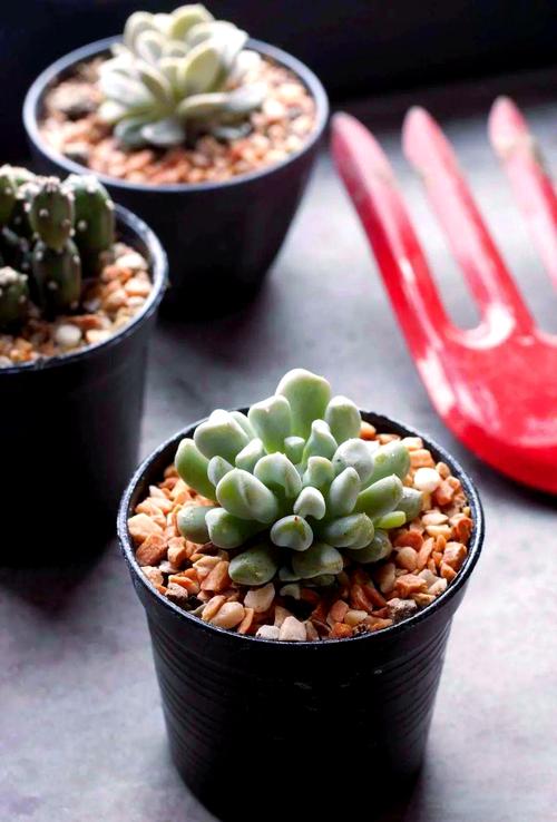 这8种多肉，一长大就毁容，气得我想连盆扔！？什么多肉植物长大后很好看？-第5张图片-优品飞百科