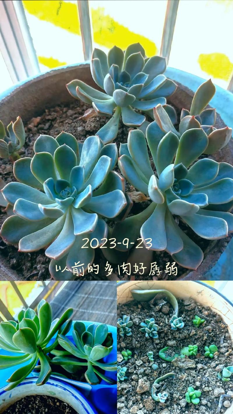 这8种多肉，一长大就毁容，气得我想连盆扔！？什么多肉植物长大后很好看？-第6张图片-优品飞百科