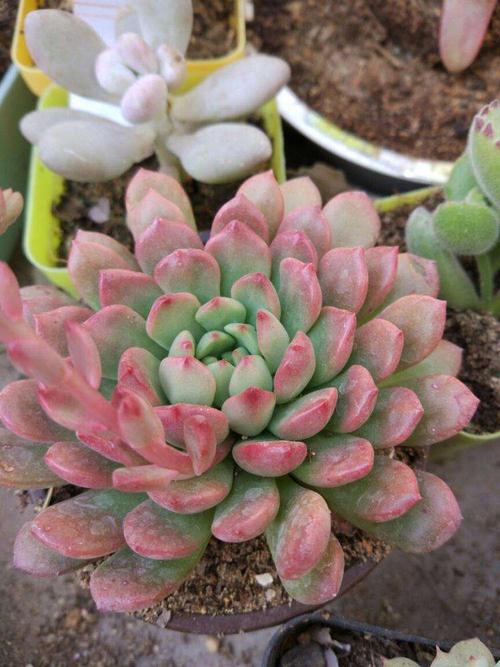 这8种多肉，一长大就毁容，气得我想连盆扔！？什么多肉植物长大后很好看？-第7张图片-优品飞百科