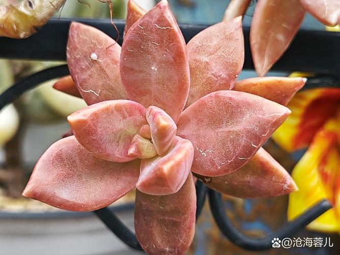 这8种多肉，一长大就毁容，气得我想连盆扔！？什么多肉植物长大后很好看？-第8张图片-优品飞百科