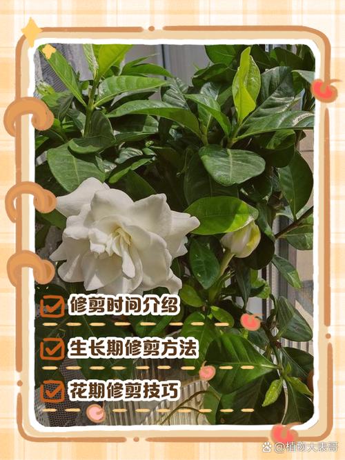 栀子花花谢后怎么修剪，栀子花谢后如何修剪？