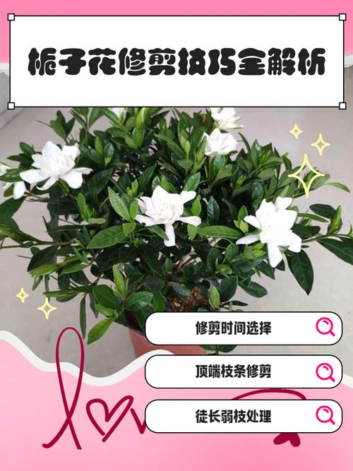 栀子花花谢后怎么修剪，栀子花谢后如何修剪？-第2张图片-优品飞百科