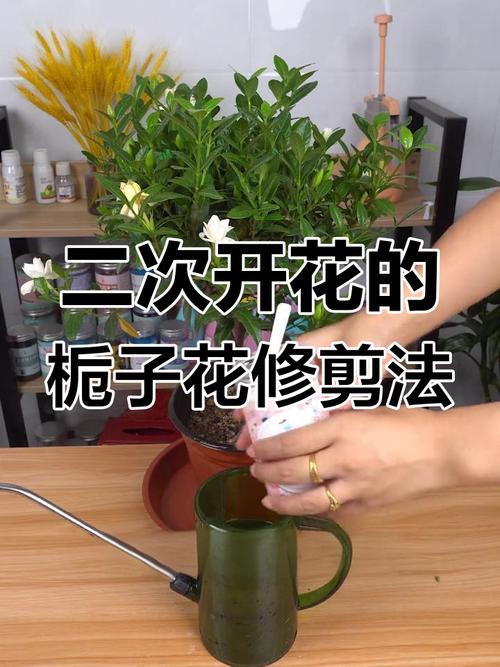 栀子花花谢后怎么修剪，栀子花谢后如何修剪？-第3张图片-优品飞百科