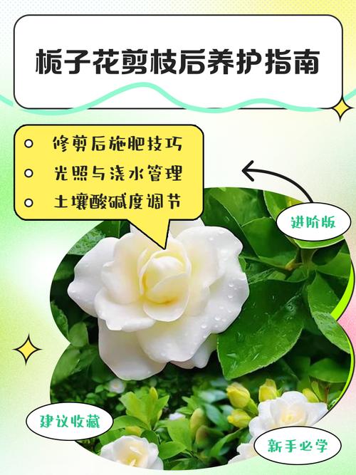 栀子花花谢后怎么修剪，栀子花谢后如何修剪？-第4张图片-优品飞百科