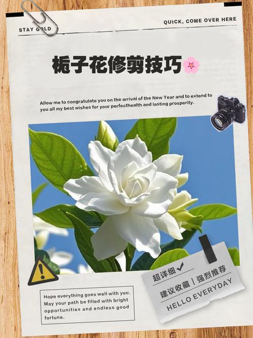 栀子花花谢后怎么修剪，栀子花谢后如何修剪？-第5张图片-优品飞百科