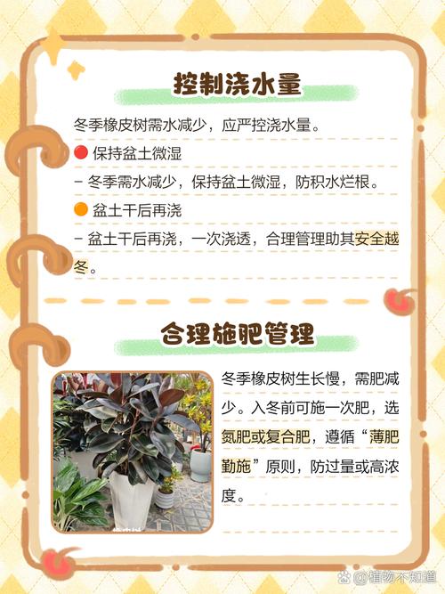 橡皮树盆栽冬季养护，橡皮树冬天能养活吗？