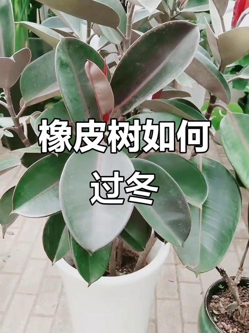 橡皮树盆栽冬季养护，橡皮树冬天能养活吗？-第3张图片-优品飞百科