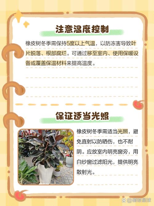 橡皮树盆栽冬季养护，橡皮树冬天能养活吗？-第4张图片-优品飞百科