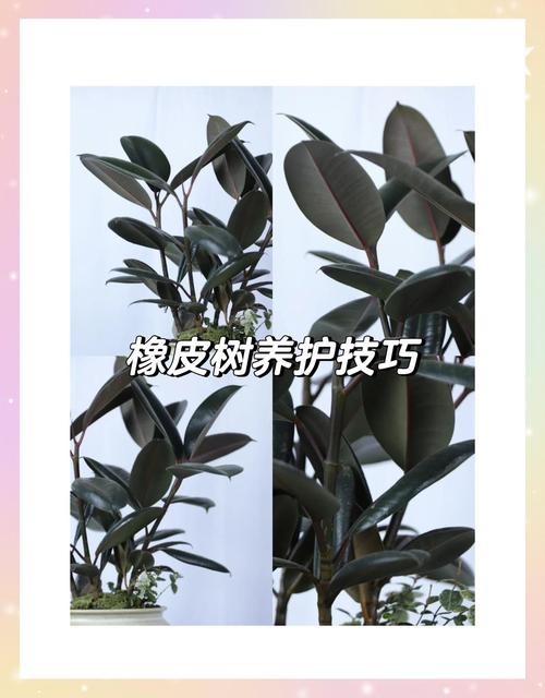 橡皮树盆栽冬季养护，橡皮树冬天能养活吗？-第5张图片-优品飞百科
