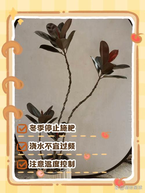 橡皮树盆栽冬季养护，橡皮树冬天能养活吗？-第6张图片-优品飞百科