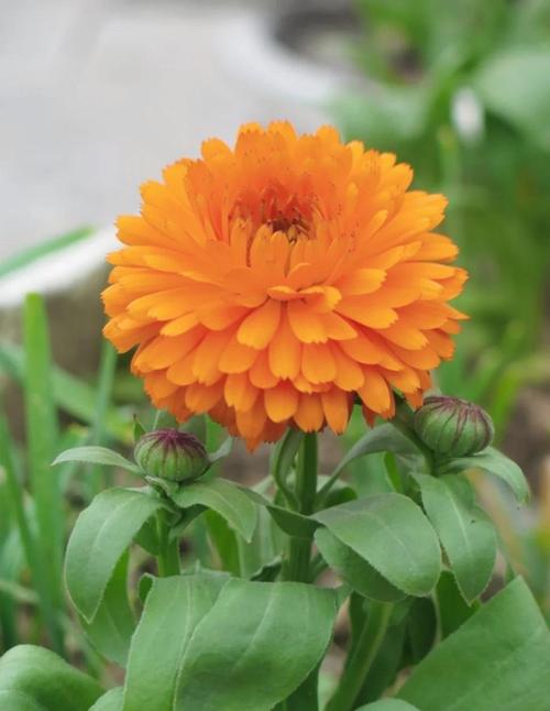 金盏菊什么时候开花？金盏菊什么时候采摘？-第2张图片-优品飞百科