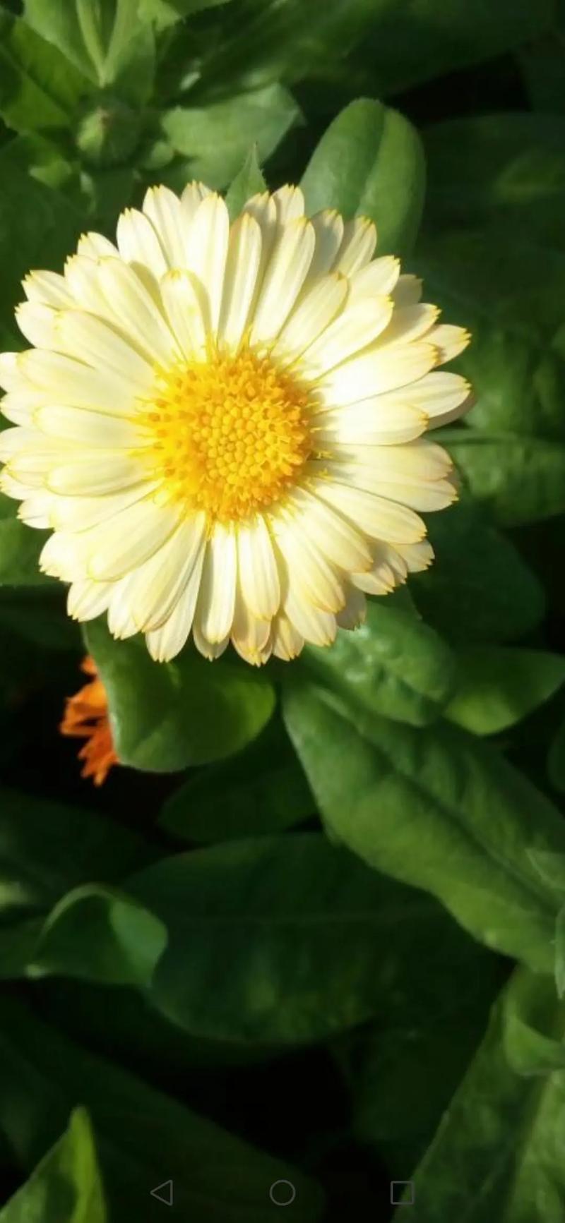 金盏菊什么时候开花？金盏菊什么时候采摘？-第3张图片-优品飞百科