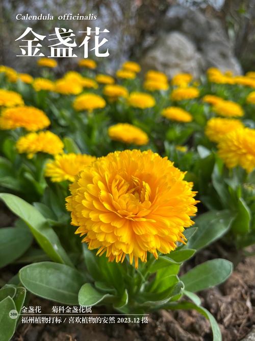 金盏菊什么时候开花？金盏菊什么时候采摘？-第4张图片-优品飞百科