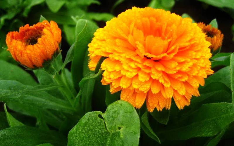 金盏菊什么时候开花？金盏菊什么时候采摘？-第5张图片-优品飞百科