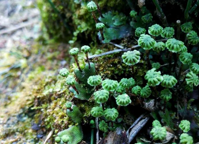 地钱是什么植物，地钱属于什么植物类群？