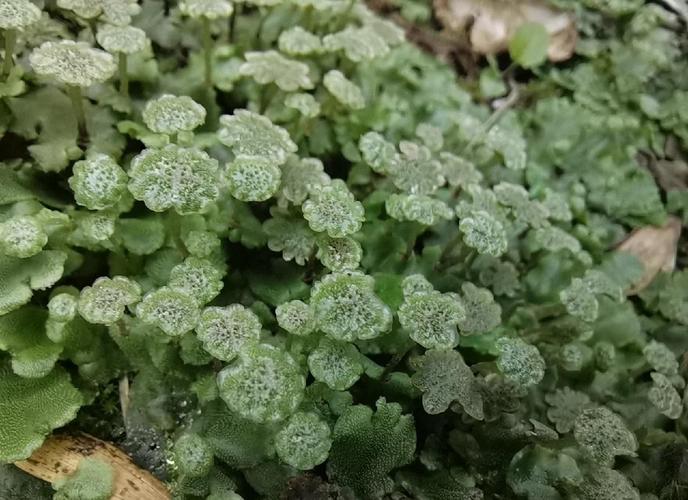 地钱是什么植物，地钱属于什么植物类群？-第2张图片-优品飞百科