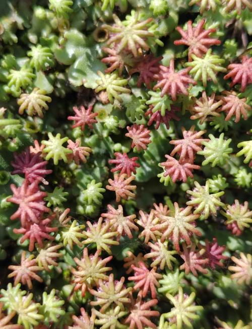 地钱是什么植物，地钱属于什么植物类群？-第3张图片-优品飞百科