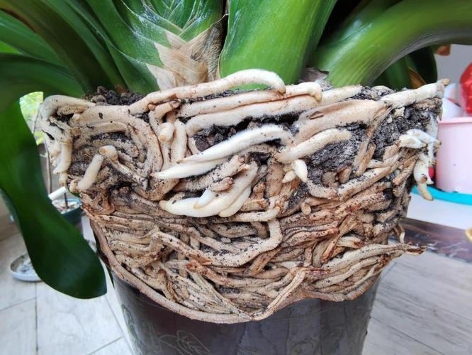 君子兰掉叶子怎么办，君子兰掉叶子怎么回事