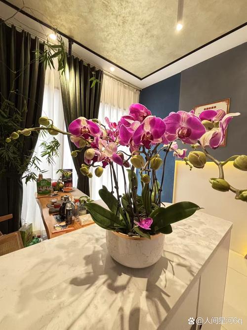 客厅用多大的花盆，客厅放花盆有讲究吗，客厅放多大的花盆合适？-第2张图片-优品飞百科