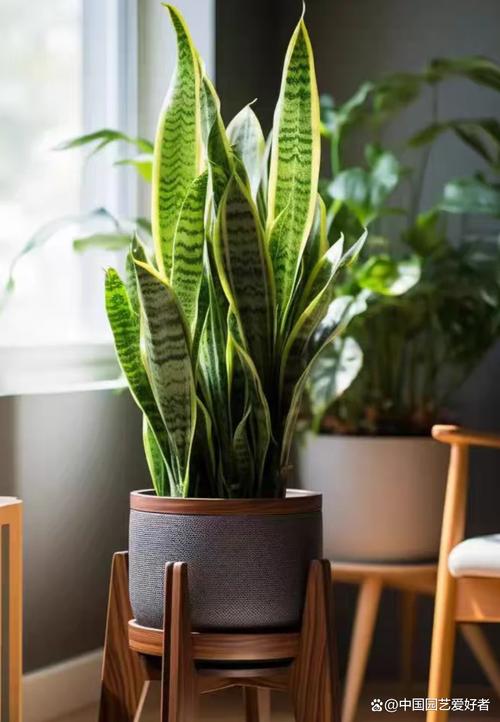 客厅用多大的花盆，客厅放花盆有讲究吗，客厅放多大的花盆合适？-第4张图片-优品飞百科