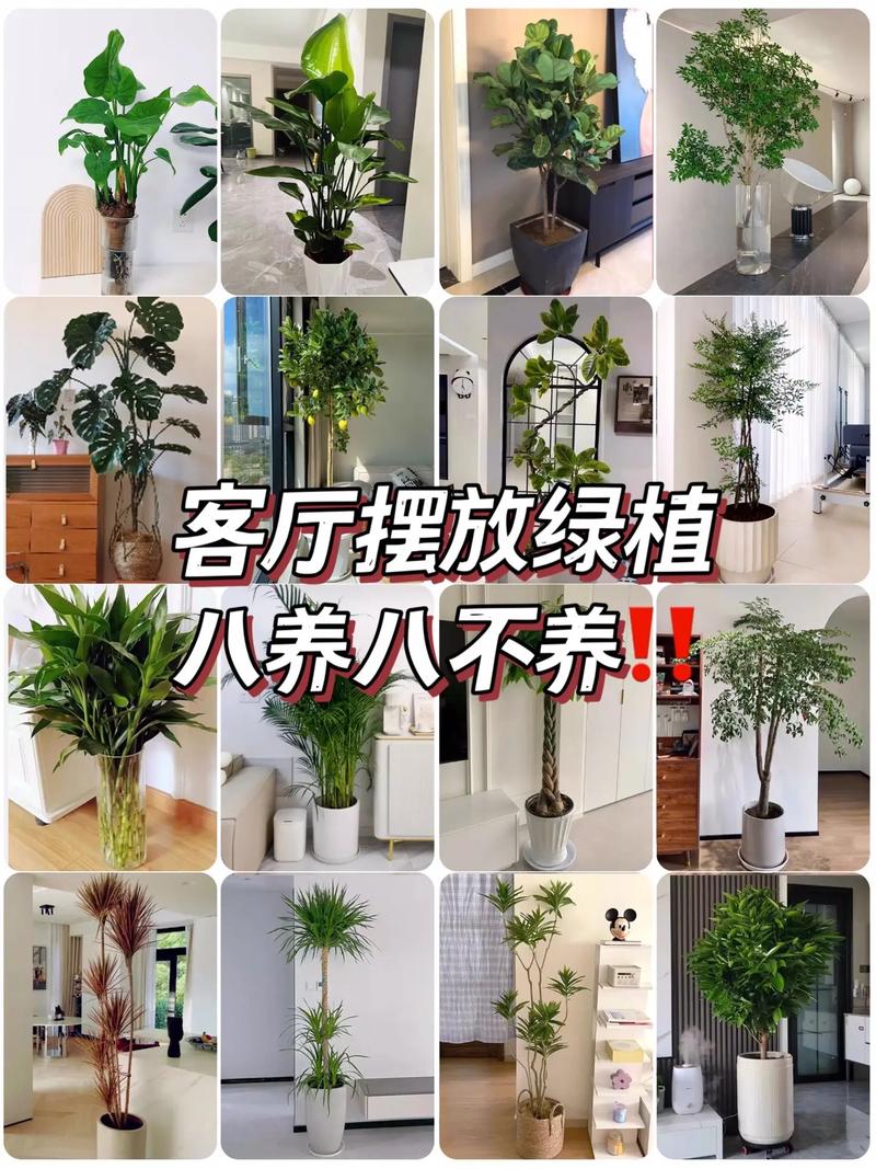 客厅用多大的花盆，客厅放花盆有讲究吗，客厅放多大的花盆合适？-第5张图片-优品飞百科