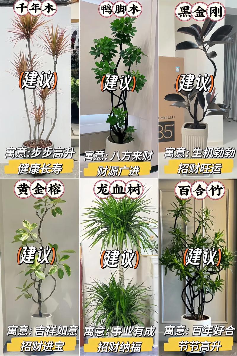 客厅用多大的花盆，客厅放花盆有讲究吗，客厅放多大的花盆合适？-第6张图片-优品飞百科