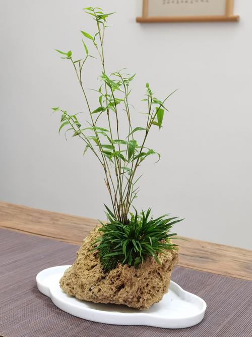 菖蒲盆景怎么养，菖蒲盆景怎么养殖？