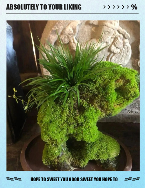 菖蒲盆景怎么养，菖蒲盆景怎么养殖？-第2张图片-优品飞百科