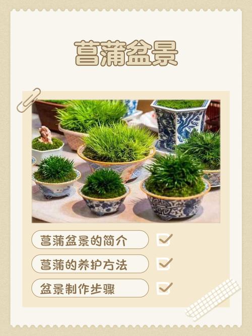 菖蒲盆景怎么养，菖蒲盆景怎么养殖？-第3张图片-优品飞百科
