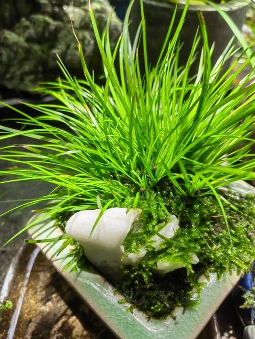 菖蒲盆景怎么养，菖蒲盆景怎么养殖？-第4张图片-优品飞百科