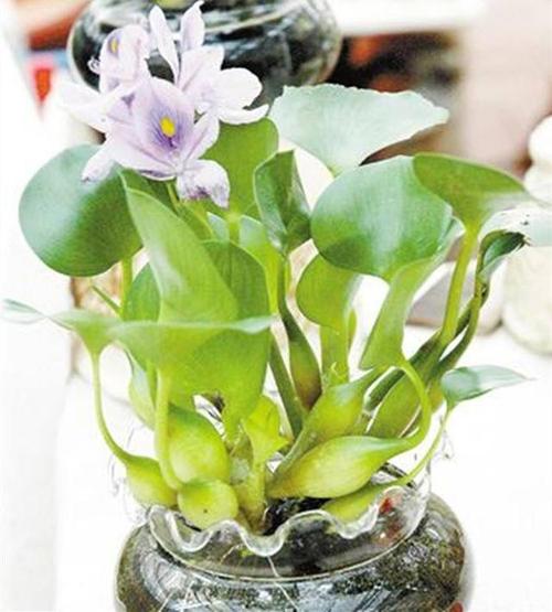 凤眼蓝的养殖方法和注意事项，凤眼蓝是什么植物-第1张图片-优品飞百科