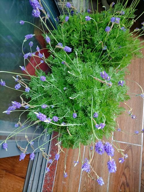 羽叶薰衣草枯萎了怎么办，羽叶薰衣草什么时候开花