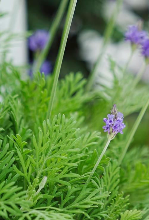 羽叶薰衣草枯萎了怎么办，羽叶薰衣草什么时候开花-第3张图片-优品飞百科
