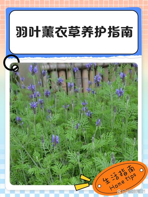 羽叶薰衣草枯萎了怎么办，羽叶薰衣草什么时候开花-第4张图片-优品飞百科