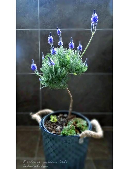 羽叶薰衣草枯萎了怎么办，羽叶薰衣草什么时候开花-第5张图片-优品飞百科