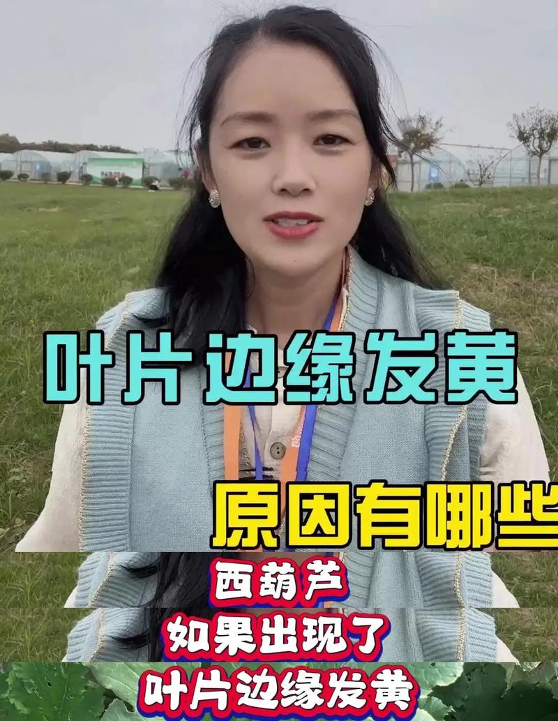 葫芦叶子发黄怎么办，葫芦叶子发黄怎么处理？