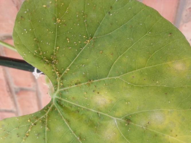 葫芦叶子发黄怎么办,葫芦叶子发黄怎么处理?-第2张图片-优品飞百科 葫芦叶子发黄怎么办,葫芦叶子发黄怎么处理?-第2张图片-优品飞百科