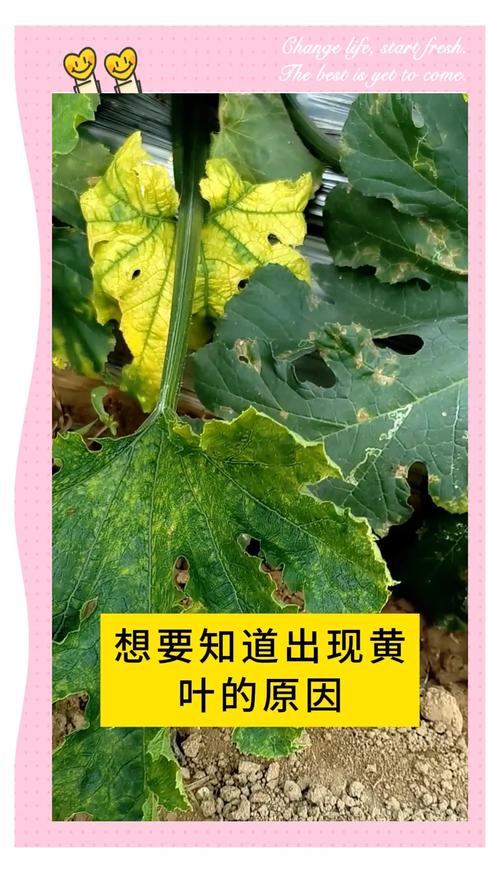 葫芦叶子发黄怎么办,葫芦叶子发黄怎么处理?-第4张图片-优品飞百科 葫芦叶子发黄怎么办,葫芦叶子发黄怎么处理?-第4张图片-优品飞百科