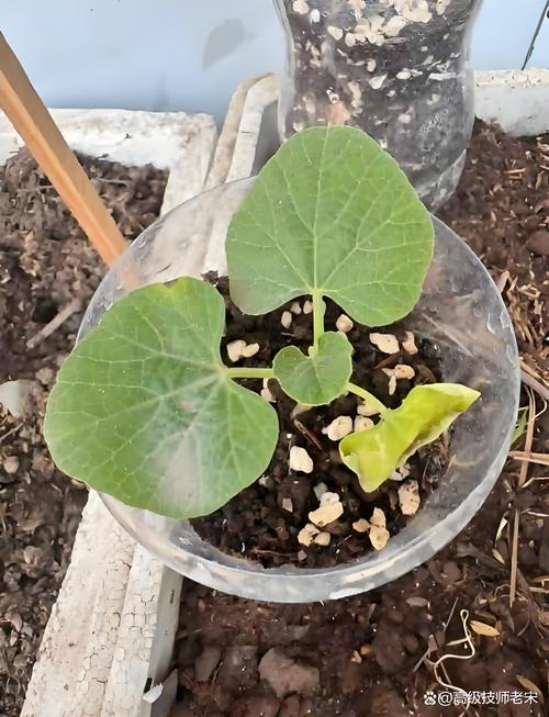 葫芦叶子发黄怎么办,葫芦叶子发黄怎么处理?-第6张图片-优品飞百科 葫芦叶子发黄怎么办,葫芦叶子发黄怎么处理?-第6张图片-优品飞百科