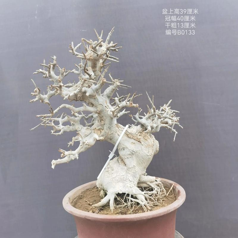 小对节白蜡怎么造型，对节白蜡小苗造型技巧