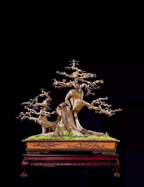 小对节白蜡怎么造型,对节白蜡小苗造型技巧-第2张图片-优品飞百科 小对节白蜡怎么造型,对节白蜡小苗造型技巧-第2张图片-优品飞百科