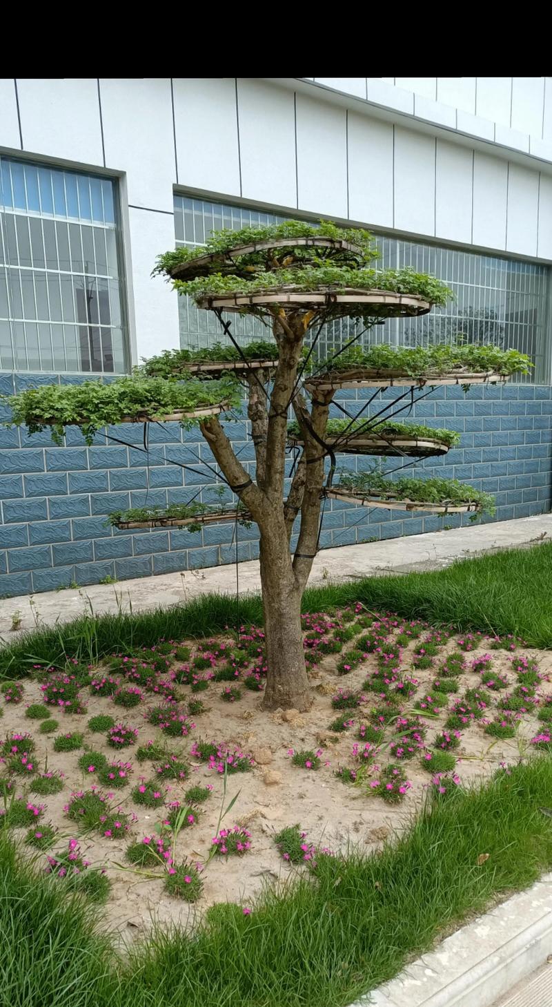 小对节白蜡怎么造型,对节白蜡小苗造型技巧-第3张图片-优品飞百科 小对节白蜡怎么造型,对节白蜡小苗造型技巧-第3张图片-优品飞百科