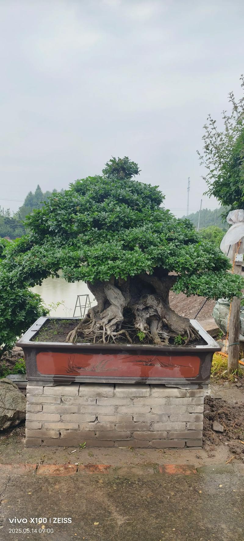 小对节白蜡怎么造型,对节白蜡小苗造型技巧-第4张图片-优品飞百科 小对节白蜡怎么造型,对节白蜡小苗造型技巧-第4张图片-优品飞百科