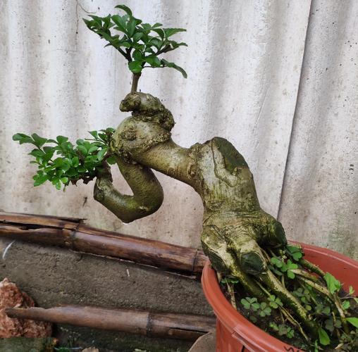 小对节白蜡怎么造型,对节白蜡小苗造型技巧-第5张图片-优品飞百科 小对节白蜡怎么造型,对节白蜡小苗造型技巧-第5张图片-优品飞百科