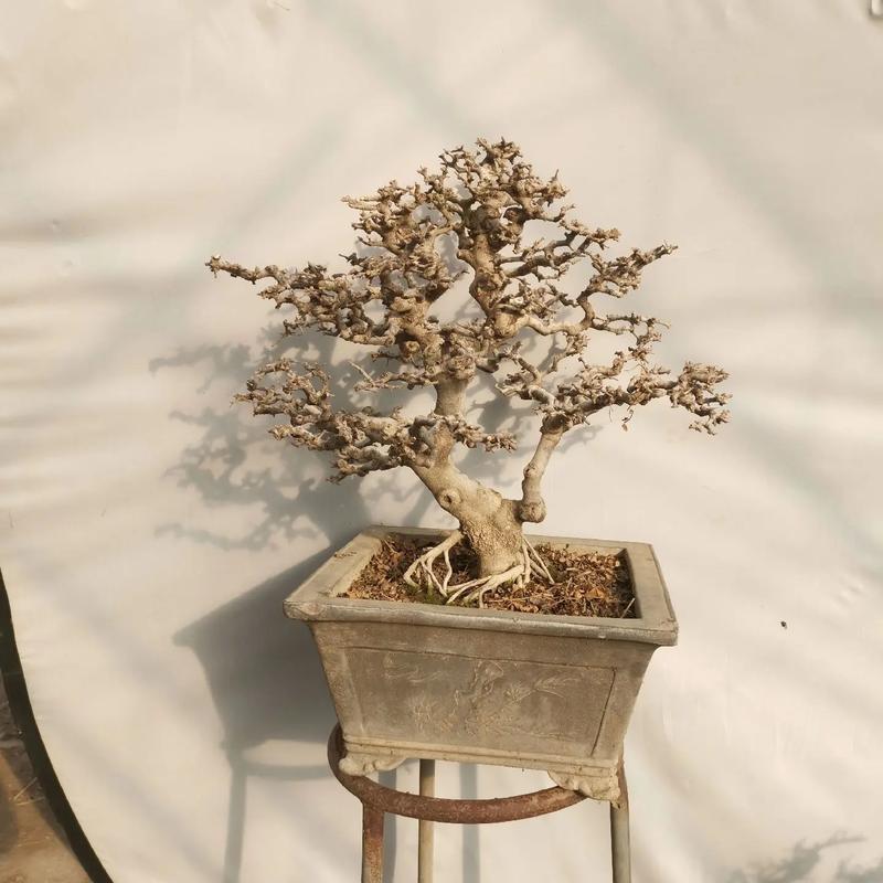 小对节白蜡怎么造型,对节白蜡小苗造型技巧-第6张图片-优品飞百科 小对节白蜡怎么造型,对节白蜡小苗造型技巧-第6张图片-优品飞百科